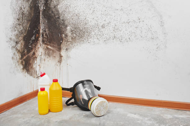 Attic Mold Removal in Highland Springs, VA