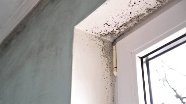 Best Office Mold Removal Services  in Highland Springs, VA