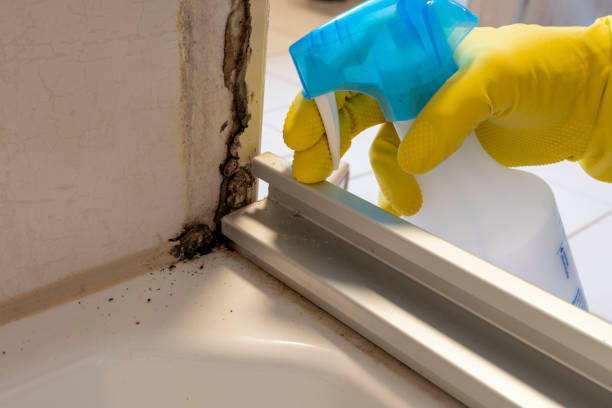 Best Mold Remediation  in Highland Springs, VA