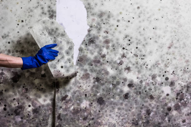 Best Commercial Mold Removal  in Highland Springs, VA